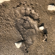 bear print in mud