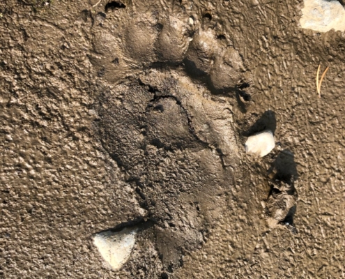 bear print in mud