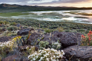 The Bodie Hills are alive with 400 plant varieties and more than 250 species of animals. 