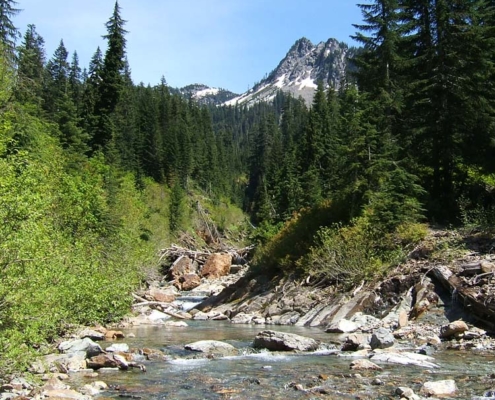 The old-growth temperate rainforests of western Washington are unsung heroes in the fight against climate change, storing vast amounts of carbon that would otherwise warm the planet. Photo: Looking down Silver Creek drainage on one of the Trust's active projects