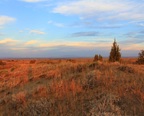 Sunrise, Juniper Dunes