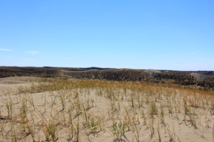 Sandy landscape, Juniper Dunes Wilderness