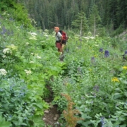 Lupine and cow parsnip are examples of some of the floral biodiversity found in the La Garita Wilderness in Colorado’s San Juan Mountains. Above, Paul Torrence hikes the trail to San Luis Peak in the La Garita.