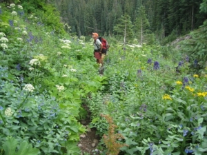 Lupine and cow parsnip are examples of some of the floral biodiversity found in the La Garita Wilderness in Colorado’s San Juan Mountains. Above, Paul Torrence hikes the trail to San Luis Peak in the La Garita.