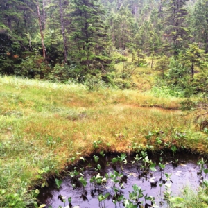 A Muskeg wetland in the Chuck River Wilderness. These wetlands tend to have a water table near the surface and the sphagnum moss forming in it can hold 15 to 30 times its own weight in water, making it an ideal habitat for a wide variety of plant and animal species.