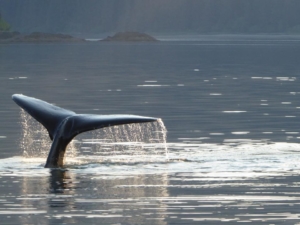A whale tail makes an appearance in Alaska