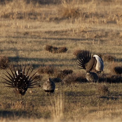 Unifying the Bodie Hills Landscape Wilderness Land Trust